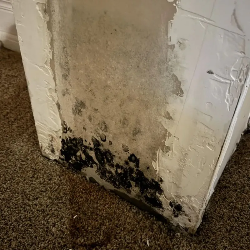 Professional Mold Removal in Red Springs, NC